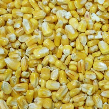 Whole Maize (1kg-20kg)