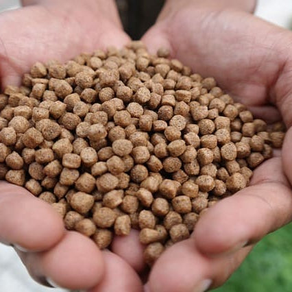 Fishing Pellets Guide