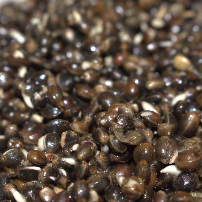 How to Cook and Use Hemp Seed for Fresh-Water Fishing (Without Wasting the Best Bits)