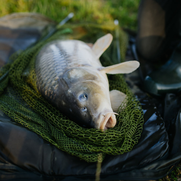 Pellet Sizes and Their Uses in Carp Fishing