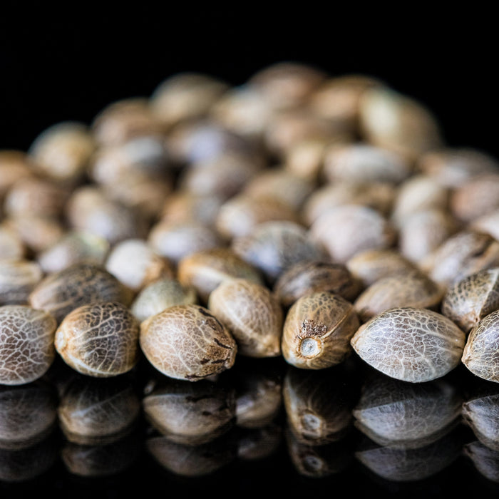 Boost Your Catch With Hemp Seed