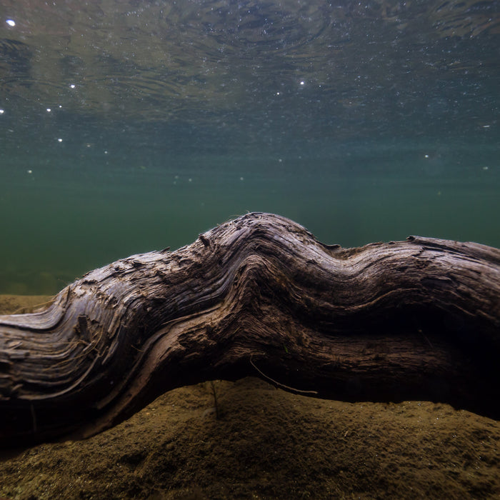 How Flavours and Attractants Work Underwater