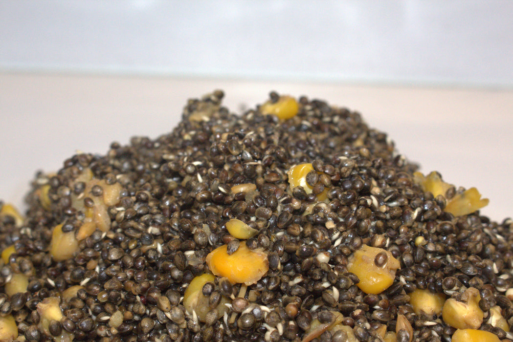 Apex Hemp and Maize cooked hempseed and maize carp particle bait made in-house in the UK for fishing