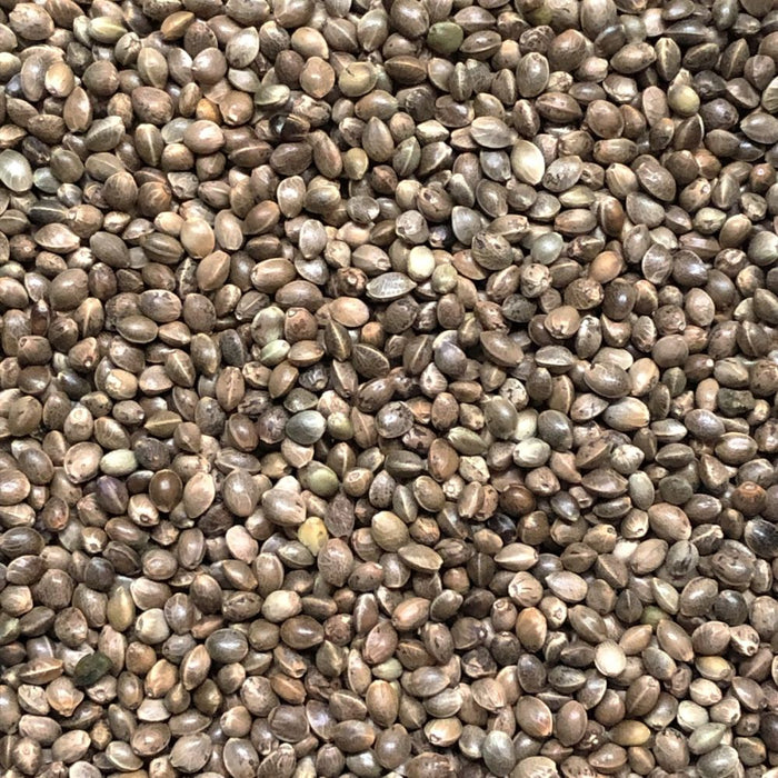 Hemp Seed (1kg-25kg)