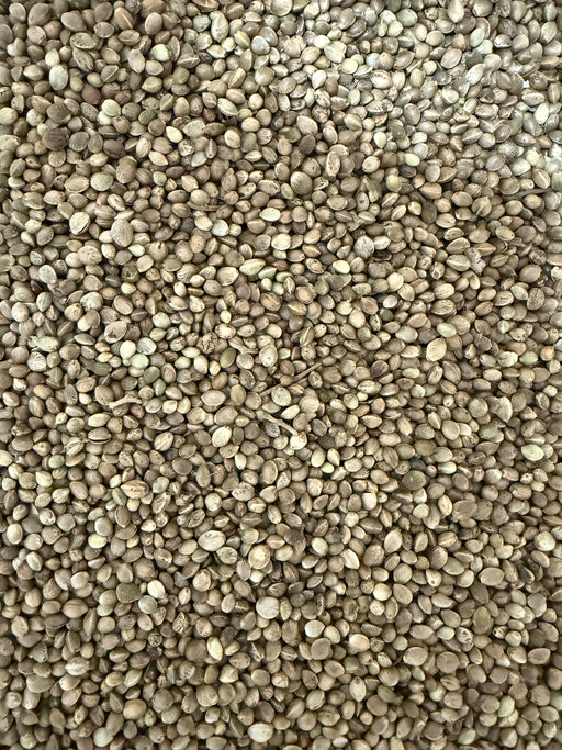 XL Chinese Hemp Seed (1kg-25kg) - Dry Particle Bait fishingpellets.com Best Carp Particles in the UK