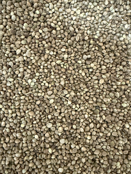 XL Chinese Hemp Seed (1kg-25kg) - Dry Particle Bait fishingpellets.com Best Carp Particles in the UK