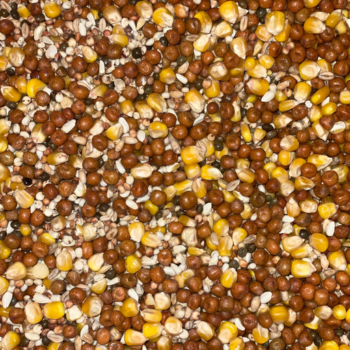 Maple peas and maize particle mix for carp fishing, showing mixed dry particles before soaking and cooking. Pigeon food 